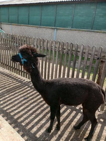 Alpaca merrie beschikbaar voor biedingen