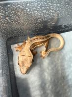 Lilly white wimpergekko, Dieren en Toebehoren, Reptielen en Amfibieën