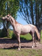 arabier veul met gooi pédigrée, Dieren en Toebehoren, Minder dan 160 cm, Gechipt, 0 tot 2 jaar, Hengst