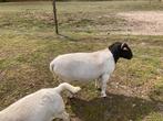 Dorper ram, Dieren en Toebehoren, Schapen, Geiten en Varkens