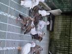 Eenden, Dieren en Toebehoren, Pluimvee