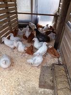 20 LAATSTE kuikens uitkomst 14 mei 100% hennen, Kip, Vrouwelijk