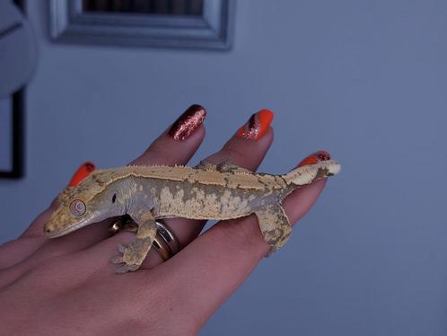 0.1 High white wimpergekko vrouw, Dieren en Toebehoren, Reptielen en Amfibieën, Hagedis, 0 tot 2 jaar, Tam