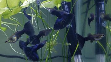 blue moscow guppy beschikbaar voor biedingen