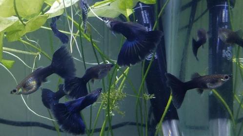 blue moscow guppy, Dieren en Toebehoren, Vissen | Aquariumvissen, Zoetwatervis, Vis