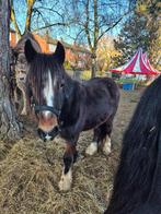 Bonjour je vends mon jeune cheval mâle irish cob de 2 ans, Animaux & Accessoires, Enlèvement
