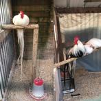 Onagadori, broedeieren en kuikentjes, Geslacht onbekend, Kip