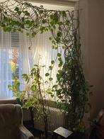 PLANT OM TE GEVEN, Ophalen, 200 cm of meer, Overige soorten, In pot