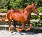 Pre, hengst, Andalusiër 3j, 166m, Dieren en Toebehoren, Paarden, Hengst