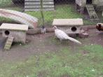Zilver bosfazanten (mutatie), Dieren en Toebehoren, Pluimvee, Mannelijk, Overige soorten