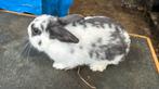 Vlinder dwergkonijntje rammetje, Dieren en Toebehoren, Konijnen, Mannelijk, Dwerg, 0 tot 2 jaar