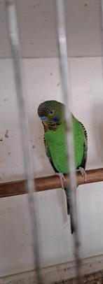 Blackface grasparkieten, Plusieurs animaux, Perruche, Bagué