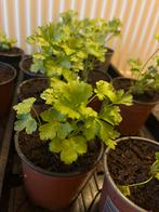 Plants de persil plat, Ophalen