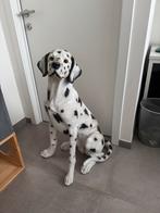 Unieke beelden te koop, Ophalen