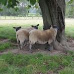 schapen Bleu du Maine, Maart, Meerdere dieren