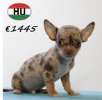 Chihuahua Kort & Langhaar - pups te koop, Dieren en Toebehoren, Honden | Chihuahua's en Gezelschapshonden, 15 weken tot 1 jaar