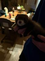 Fret + kooi te koop, Ophalen