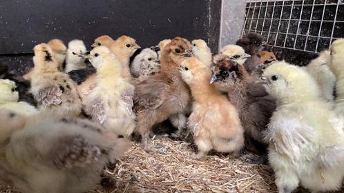 USA Zijdehoen kuikens, Dieren en Toebehoren, Pluimvee, Kip
