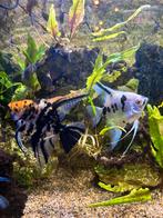 Maanvissen , 2 koppels . Effectieve kweek ., Poisson, Poisson d'eau douce, Banc de poissons