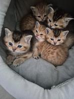 Britse korthaar kittens, Meerdere dieren, Gechipt, 0 tot 2 jaar