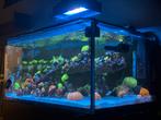 Zeeaquarium 270l Shallow reef ReefStart 90 met koraal en vis, Ophalen, Zo goed als nieuw