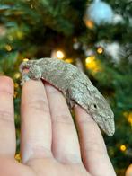 Leachianus Pine Island nakweek, Dieren en Toebehoren, Reptielen en Amfibieën, Hagedis, Tam, 0 tot 2 jaar