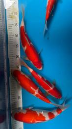 Kohaku âgé de 1 an, 32-37cm, Animaux & Accessoires, Poissons | Poissons d'étang, Carpe ou Koï