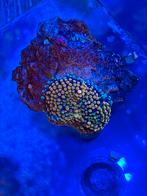 Ricordea Yuma koraal, Dieren en Toebehoren, Vissen | Aquariumvissen, Overige typen, Zoutwatervis