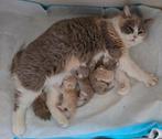 CHATONS BRITANNIQUES À POIL COURT, Plusieurs animaux, Avec pedigree, 0 à 2 ans