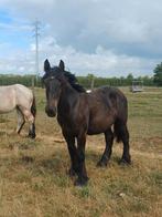 Belgisch trekpaard hengst, Dieren en Toebehoren, Paarden, Hengst, Gechipt, 0 tot 2 jaar