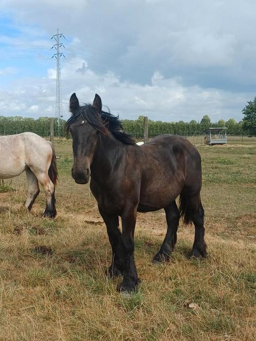 Belgisch trekpaard hengst, Dieren en Toebehoren, Paarden, Hengst, 0 tot 2 jaar, Met stamboom, Gechipt, Ontwormd, Ingeënt