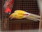 Geeloranje pastel pennant pop, Dieren en Toebehoren, Vogels | Parkieten en Papegaaien