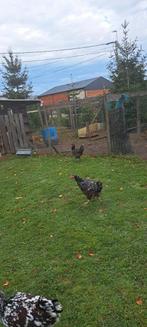 Luikse vechter haan van 2025, Dieren en Toebehoren