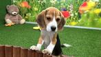 Beagle pups, CDV (hondenziekte), Meerdere, 8 tot 15 weken, Meerdere dieren