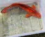 Koi’s 40 tot 60cm te koop wegens stopzetting vijver, Dieren en Toebehoren, Karper of Koi