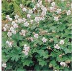 Geranium Biokovo, Tuin en Terras, Planten | Tuinplanten, Ophalen, Vaste plant, Halfschaduw