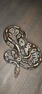 ball python 1.0 blackhead hypo, Dieren en Toebehoren, Slang, Tam, 7 tot 10 jaar