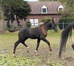 Zeer beloftevol, groot spring/ eventing veulen!, Dieren en Toebehoren, Paarden, Springpaard, 0 tot 2 jaar, Hengst, 170 tot 175 cm