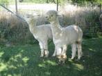 alpaca hengst, Dieren en Toebehoren, Overige Dieren, December, Mannelijk