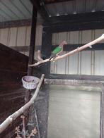 groenvleugel duifjes, Dieren en Toebehoren