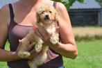Poedel pups mooie kleuren, Poedel, 15 weken tot 1 jaar, Buitenland, CDV (hondenziekte)