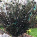 Pauwenpluimen, Ophalen of Verzenden, Nieuw, Materiaal