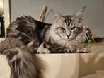 Dekkater Maine coon, 0 tot 2 jaar