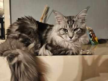 Dekkater Maine coon, Dieren en Toebehoren, Katten en Kittens | Dekkaters, 0 tot 2 jaar