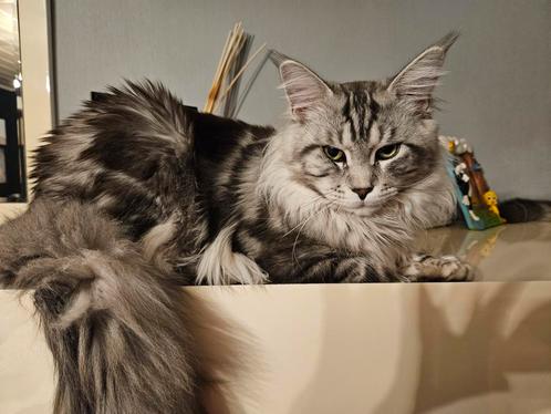 Dekkater Maine coon, Dieren en Toebehoren, Katten en Kittens | Dekkaters, 0 tot 2 jaar