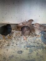 Chinese kwartels, Dieren en Toebehoren, Vogels | Overige Vogels, Meerdere dieren