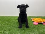 Chiots Schnauzer Nain - noir, Hépatite contagieuse (maladie de Rubarth), Autres races, Plusieurs, Belgique