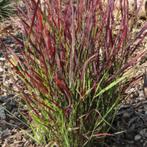 Panicum Squaw, Tuin en Terras, Planten | Tuinplanten, Ophalen