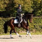 Mega knap en super leuk talentvol damespaardje!, Animaux & Accessoires, Poneys, B, Poney de dressage, Vermifugé, Poney E (1.48 m - 1.57m)