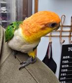 roestkop caique, Dieren en Toebehoren, Vogels | Parkieten en Papegaaien, Geringd